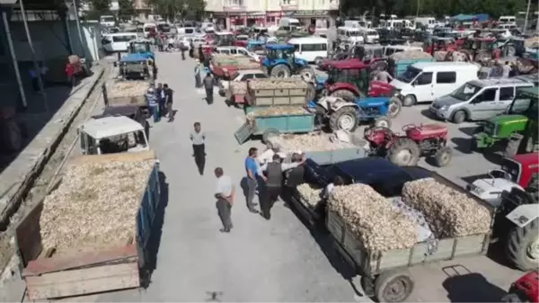 KASTAMONU - Taşköprü sarımsağı 20 ile 41,5 lira arasında alıcı buluyor