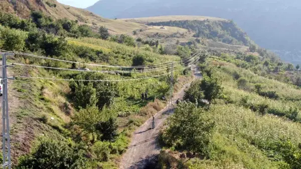 Bamya ve mısır hırsızları vatandaşların kabusu oldu