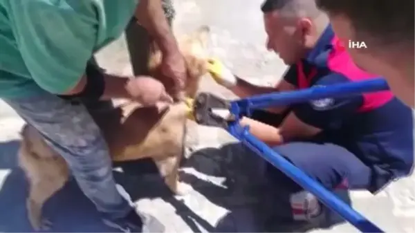 Biri direğe bağlanmış, diğeri kuyuda mahsur kalan köpekleri itfaiye kurtardı