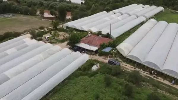 Sakarya Nehri'nden sulanan domates ve salatalıklar, üreticinin yüzünü güldürdü