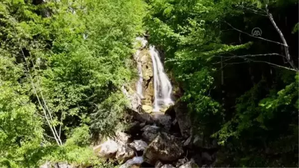 Kastamonu haber | KASTAMONU - Yeşilin tonları arasındaki şelale: Kızılcasu