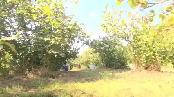 Ordu haberleri... Ordulu Üretici Fındık Fiyatına Tepkili: 