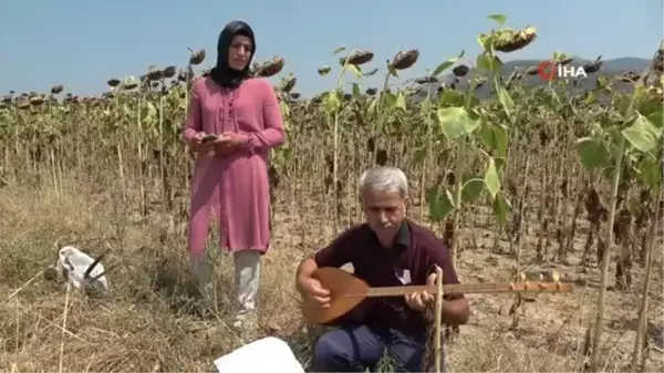 Adana ekonomi haberleri... Adana'da sazlı türkülü ayçiçek hasadı