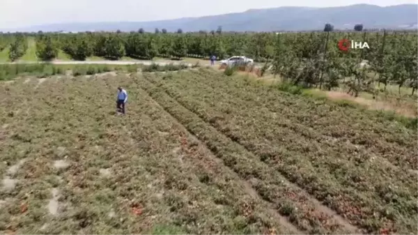 Hasada sayılı günler kala binlerce dönüm domates kurudu