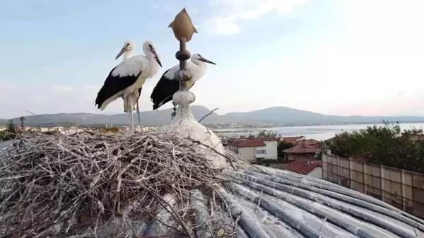 Tarihi bedesten üzerine yuva yapan leylekler ilgi odağı haline geldi