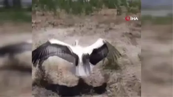 Yaralı halde bulunan leylek tedavi altına alındı