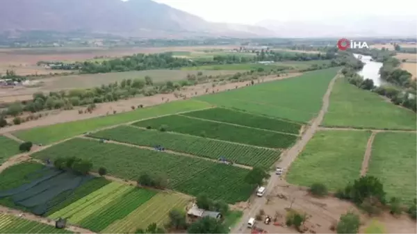 Erzincan yerel haberi | Erzincan'da hasat dönemi başladı