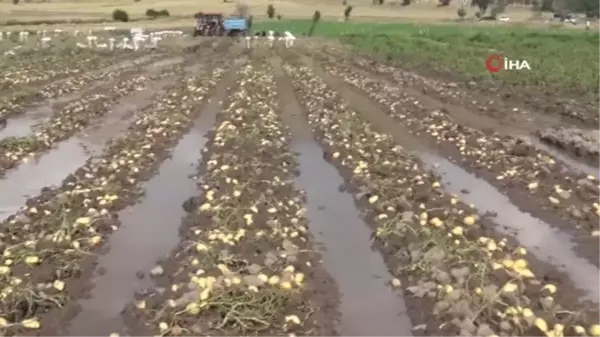 Sel basan tarlada toplanmaya bekleyen 35 ton patates sular altında kaldı