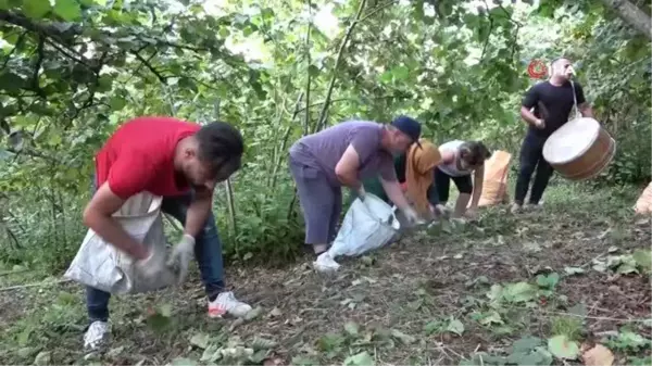 Düğün davuluyla 'fındık' hasadı