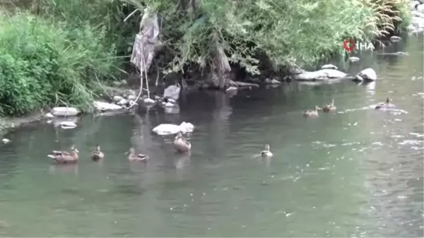 Kars haberi! Göçe hazırlanan yaban ördekleri, yavrularını Kars'ta büyüttü