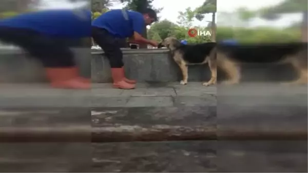 Kars haber! Susuz kalan köpeğe eliyle su içirdi