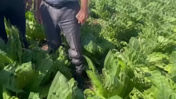 Malatya haber: Malatya'da Tütün Tarlalarını Dolu Vurdu. Veli Ağbaba: 