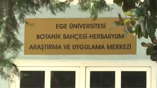 Muğla haberleri! Muğla'da yeni yabani soğan türü keşfedildi