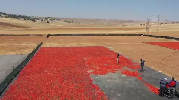 Şanlıurfa haberi | ŞANLIURFA - Tescilli isotu tezgahlarda yerini almaya başladı