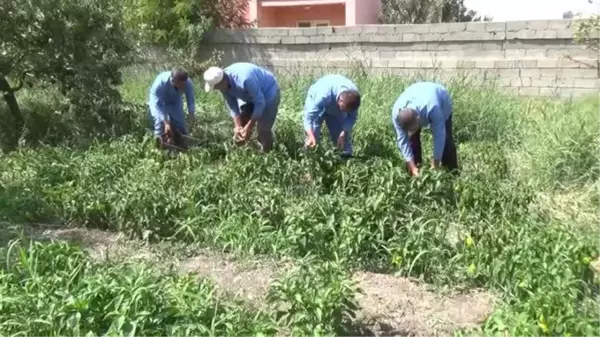 Öğretmen ve öğrenciler yetiştirdikleri ürünleri ihtiyaç sahiplerine dağıtıyor