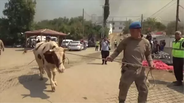 Son dakika haberi... Gülnar ilçesindeki orman yangınında gebe inek 