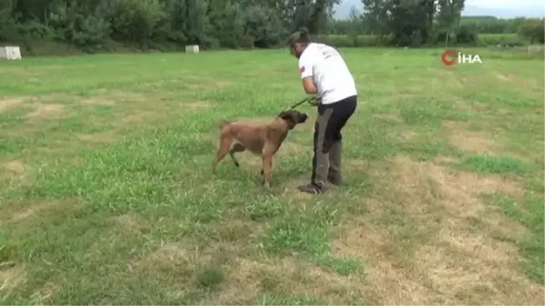 Hayvansever çift hayatlarını köpek eğitimine adadı