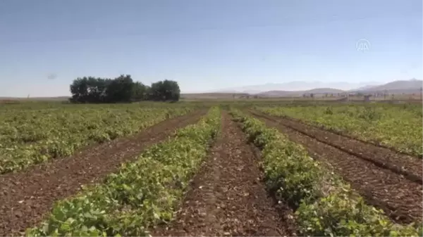 Kuru fasulye ve barbunyada 65 bin ton rekolte bekleniyor