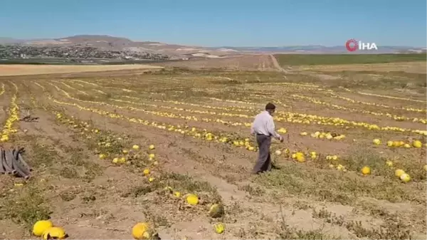 Kuruyemişten kozmetiğe geniş bir kullanım alanına sahip olan kabak çekirdeğinin hasadı başladı