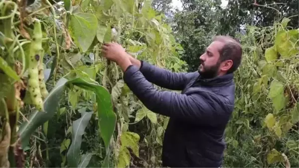 Samsun gündem haberi... Samsun'un Nebiyan fasulyesi pazara inmeden tarladan satılıyor