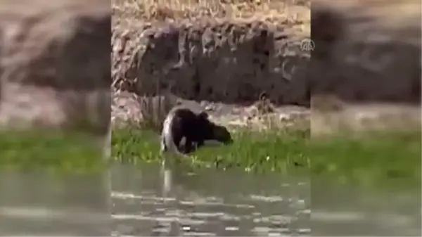 Şırnak gündem haberi... Şırnak'ta su samuru görüntülendi