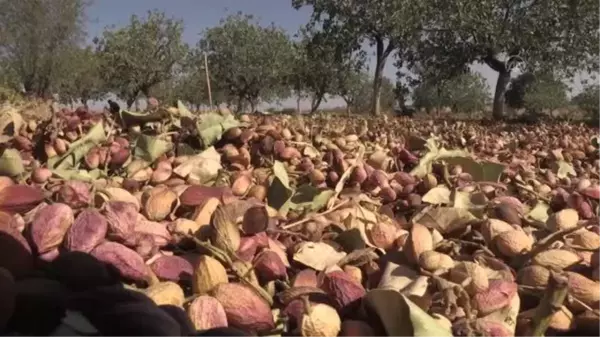 DİYARBAKIR - Fıstık hasadı başladı