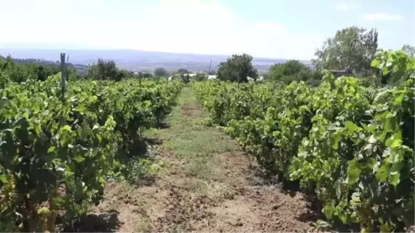 Hasadına başlanan üzümden 40 bin ton rekolte bekleniyor