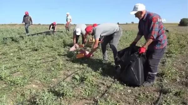 İlk hasat sevinci... Yağlık ayçiçeği ve tıbbi aromatik bitkilerde hasat dönemi başladı