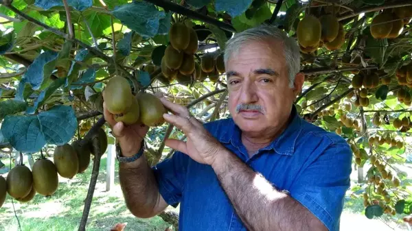 Ordu ekonomi haberi... Ordu'da kivi üretimi yaygınlaşıyor