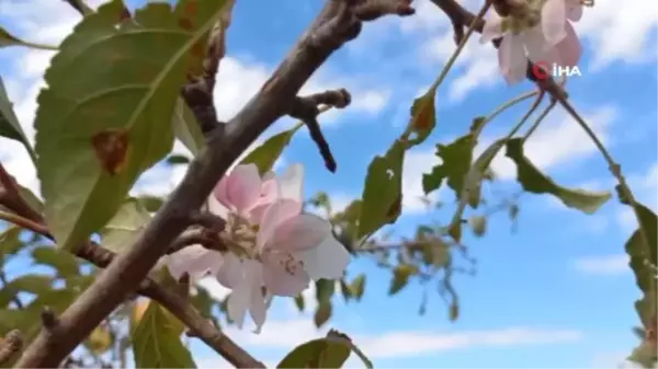 Elma ağacı, eylül ayında çiçek açtı