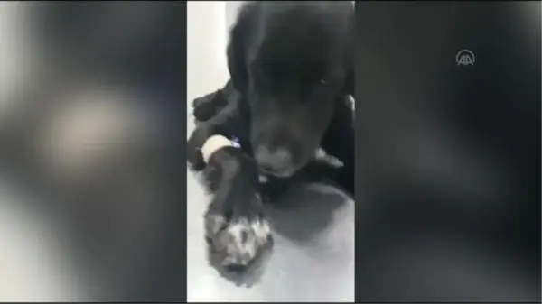 ZONGULDAK - Öğrencilerin çöp konteynerinde bulduğu köpek tedaviye alındı