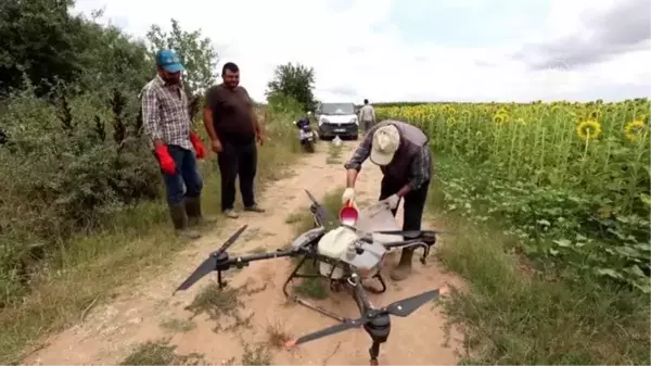 KIRKLARELİ - Trakya'da çayır tırtılının ayçiçeğine zararı erken müdahaleyle önlendi