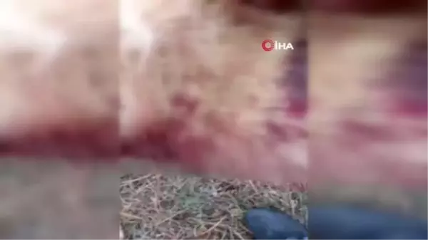 Komşusunun köpeğini sopa ve satırla feci şekilde darp etti