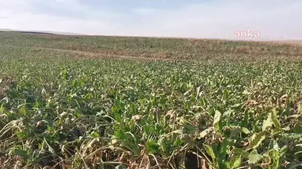 Şekerpancarı Fiyatı Bir Yılda Üç Defa Yenilendi Ama Maliyeti Kurtaramayan Üreticiler, 