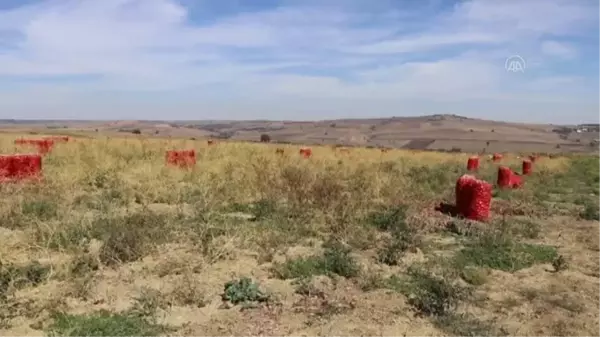 Tekirdağ haberi! Coğrafi işaret, Tekirdağ soğanına pazarda daha fazla yer açacak