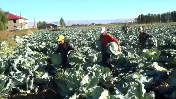 Muş ekonomi haberi... Muş'ta lahana hasadına başlandı