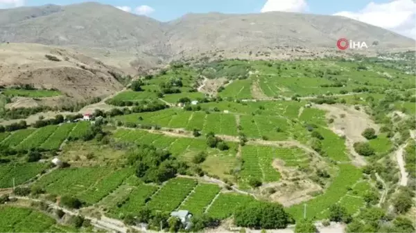 İki asırlık bağlarda tescilli Cimin üzümü hasadı devam ediyor