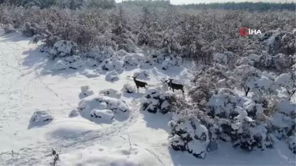 İki kızıl geyiği idari yargı kurtardı