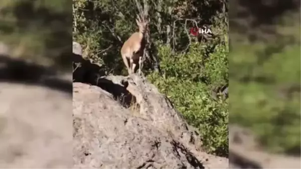 Dağ keçileri böyle görüntülendi