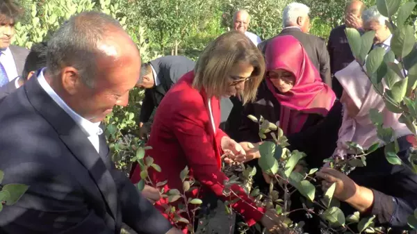 Nevşehir genel haberleri: Nevşehir'de süper meyve 'Aronya' hasadı yapıldı