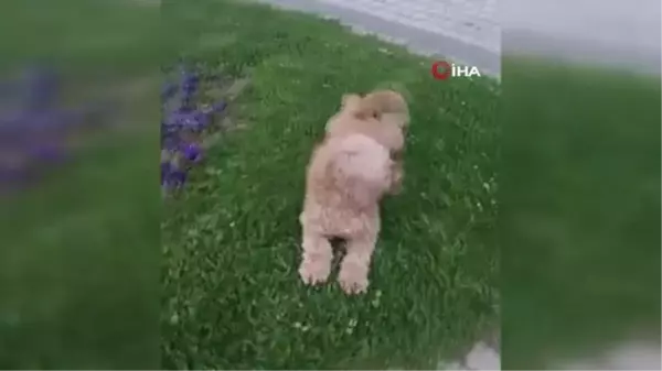 Tek dostu olan köpeği 4 kez çalındı, isyan etti