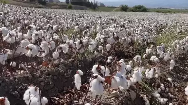 Amik Ovası'nda hasadı süren pamuktan yüksek rekolte beklentisi