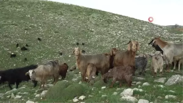 Üretim tamamlandı, göçerler yaylalardan indi