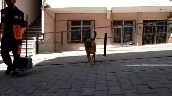 Saldırgan Denilen Köpekle Yiyeceğini Paylaştı, Bir Yıldır Yanından Ayrılmıyor