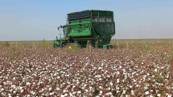 Mardin ekonomi haberleri... Kızıltepe Ovası'nda pamuk hasadı başladı