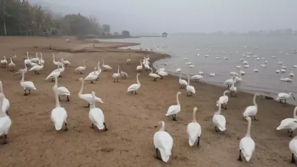 Binden Fazla Ötücü Kuğu, Çin'in Shanxi Eyaletindeki Sulak Alana Akın Etti