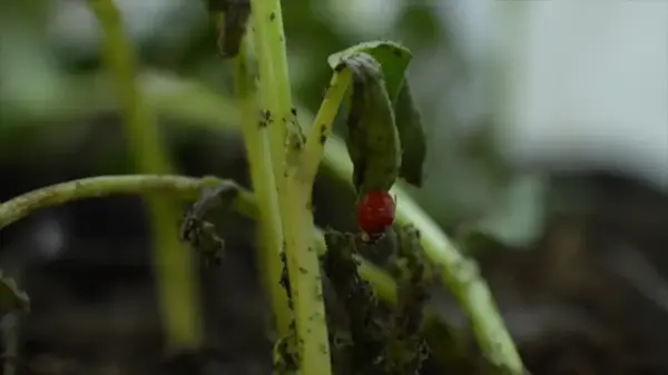 Çin'de Araştırmacılar Yeşil Tarımı Desteklemek İçin Tarım Zararlısı Kontrol Teknolojisi Uyguluyor