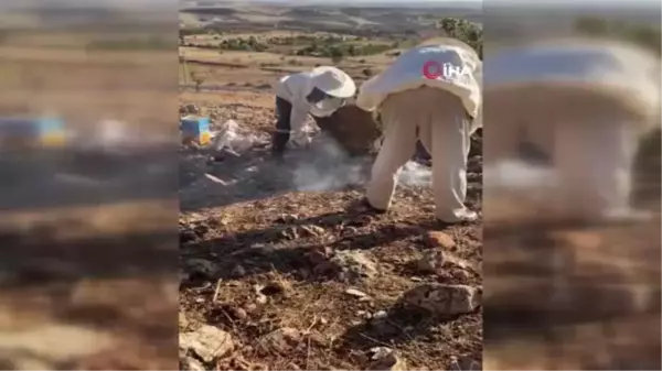 Ağaç kovuğunda yuva yapan arılar ve bal özenle çıkartıldı