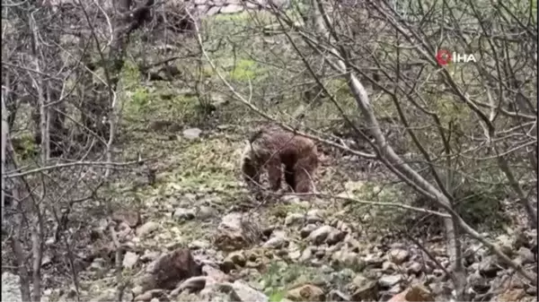 Munzur Vadisi'nde yeşeren otlarla beslenen bozayı böyle görüntülendi