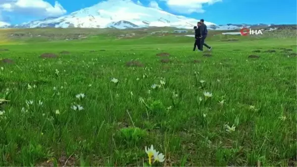 Süphan Dağı etekleri kardelenlerle süslendi